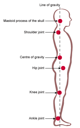 Anatomy of Posture Diagram