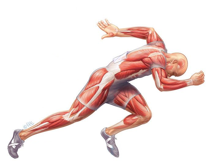 PT 3 - Why Is Anatomy So Important For The PT? - Fatch Fitness