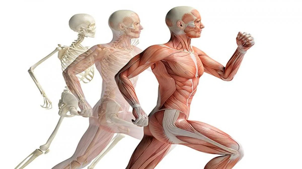 Pt 2 What Is Kinesiology And Why It Is So Important For The Pt Fatch Fitness 1859