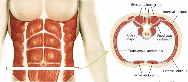 Internal Core Muscles